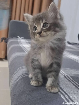 Norvegiana de padure 