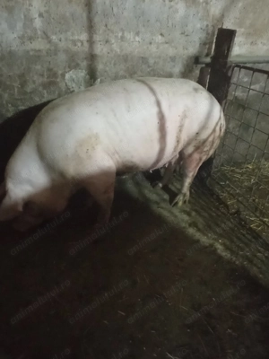 Porc 280-300 kg
