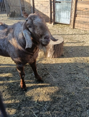 Vând țap Anglonubian , vârsta de un an și jumătate.