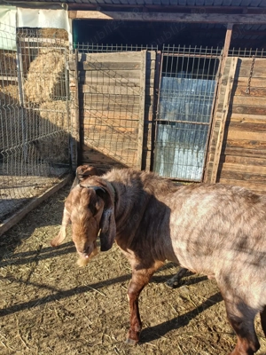 Vând țap Anglonubian , vârsta de un an și jumătate. - imagine 3 Vând țap Anglonubian , vârsta de un an și jumătate. - imagine 3