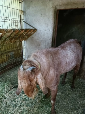 Vând țap Anglonubian , vârsta de un an și jumătate. - imagine 4 Vând țap Anglonubian , vârsta de un an și jumătate. - imagine 4