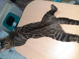 Pisic din rasa bengalez în vârstă de 7 luni, nu este castrat, foarte jucăuș, gălăgios și frumos 