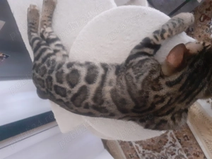 Pisic din rasa bengalez în vârstă de 7 luni, nu este castrat, foarte jucăuș, gălăgios și frumos  - imagine 3 Pisic din rasa bengalez în vârstă de 7 luni, nu este castrat, foarte jucăuș, gălăgios și frumos  - imagine 3