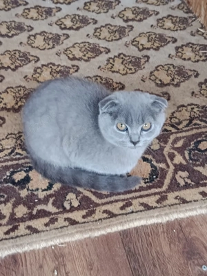 Pisică scottish fold