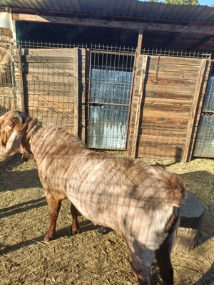 Vând țap Anglonubian , vârsta de un an și jumătate. - imagine 2 Vând țap Anglonubian , vârsta de un an și jumătate. - imagine 2