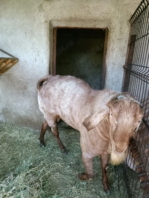 Vând țap Anglonubian , vârsta de un an și jumătate. - imagine 5 Vând țap Anglonubian , vârsta de un an și jumătate. - imagine 5