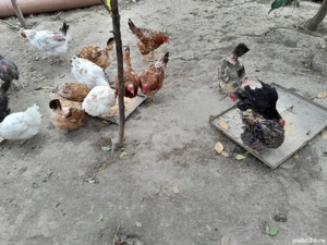 Vând găini 