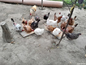 Vând găini  - imagine 2 Vând găini  - imagine 2