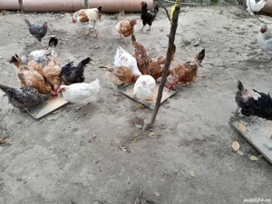 Vând găini  - imagine 3 Vând găini  - imagine 3