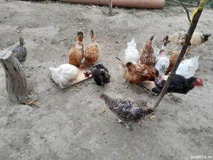 Vând găini  - imagine 4 Vând găini  - imagine 4