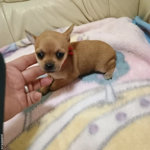 Catelusi Chihuahua Mini Toy