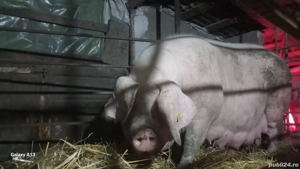 scroafe landrace gestante