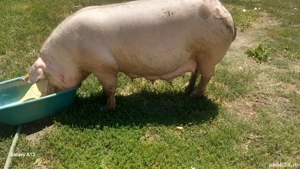 acroafe gestante disponibile 