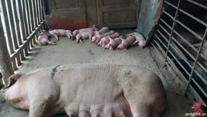 Scroafe gestante disponibile  - imagine 2