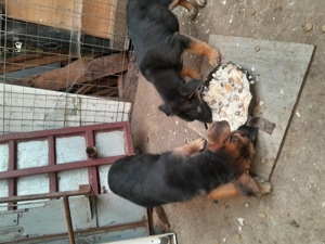 Catei ciobanesc german - imagine 2