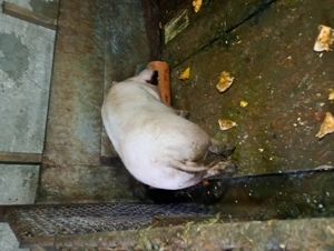 Animale de ferma porci 