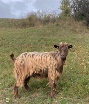 3 Capre de vânzare bune de lapte  - imagine 4 3 Capre de vânzare bune de lapte  - imagine 4