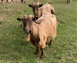 3 Capre de vânzare bune de lapte 