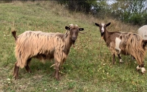 3 Capre de vânzare bune de lapte  - imagine 2 3 Capre de vânzare bune de lapte  - imagine 2