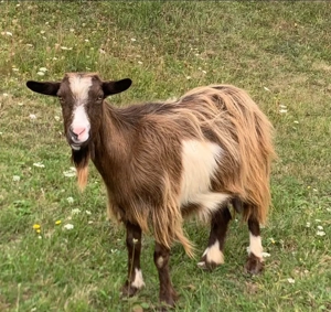 3 Capre de vânzare bune de lapte  - imagine 3 3 Capre de vânzare bune de lapte  - imagine 3