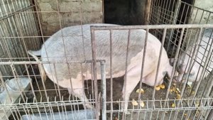 Porc de vânzare! 250-300 kg ...