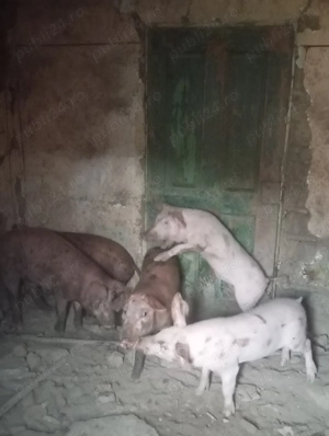Porci rasă Duroc și Landras