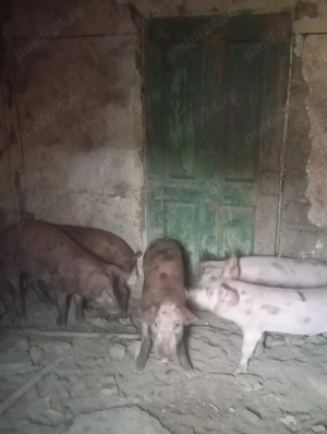Porci rasă Duroc și Landras - imagine 3