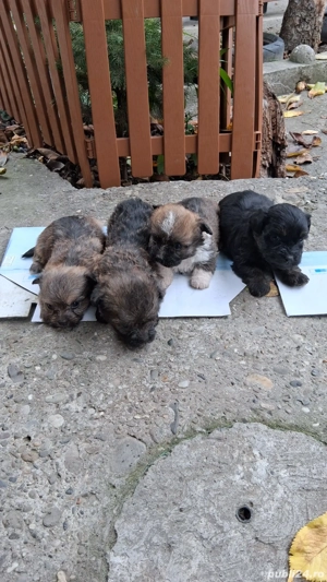 puiuti bichon cu pechinez 