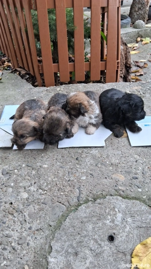 puiuti bichon cu pechinez  - imagine 5