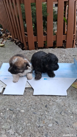 puiuti bichon cu pechinez  - imagine 2