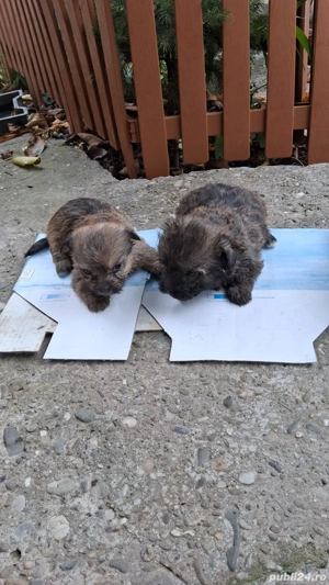 puiuti bichon cu pechinez  - imagine 4