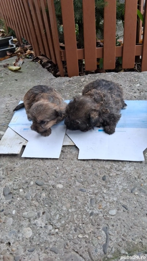 puiuti bichon cu pechinez  - imagine 3