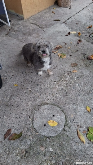 pechinezi de curte - imagine 2