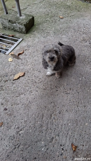 pechinezi de curte - imagine 4