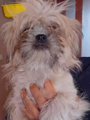 Shihtzu mini toy - imagine 3 Shihtzu mini toy - imagine 3