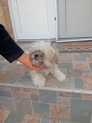 Shihtzu mini toy - imagine 2 Shihtzu mini toy - imagine 2