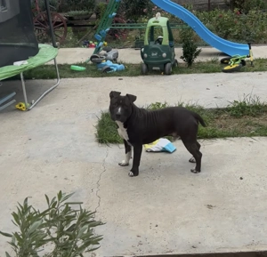 Amstaff Mascul - imagine 2