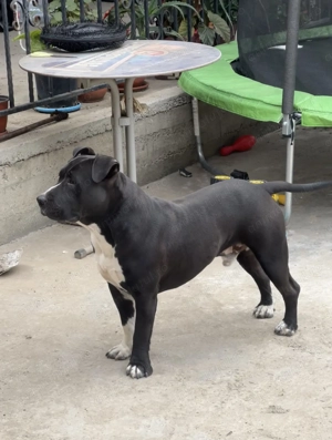 Amstaff Mascul - imagine 3