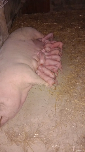 scroafe gestante in teleorman  - imagine 4 scroafe gestante in teleorman  - imagine 4