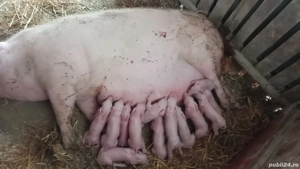 scroafe gestante in teleorman  - imagine 2 scroafe gestante in teleorman  - imagine 2