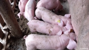 scroafe gestante in teleorman  - imagine 3 scroafe gestante in teleorman  - imagine 3