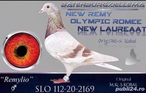 Ocazie!! Porumbei cu pedigree