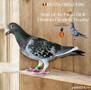 Ocazie!! Porumbei cu pedigree - imagine 3