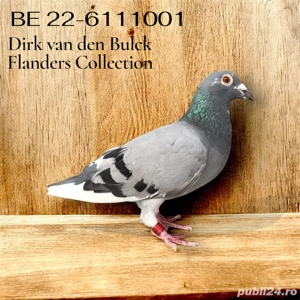 Ocazie!! Porumbei cu pedigree - imagine 5