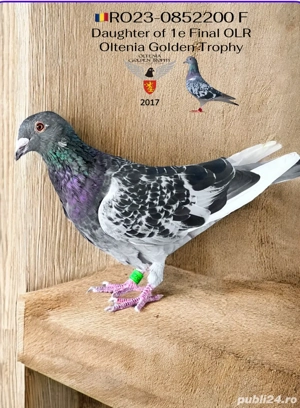 Ocazie!! Porumbei cu pedigree - imagine 4