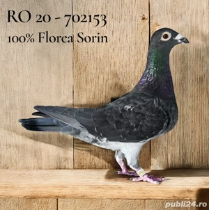 Ocazie!! Porumbei cu pedigree - imagine 2