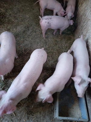 Vand purcei - imagine 3