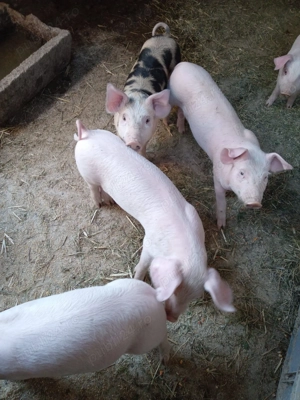 Vand purcei - imagine 2