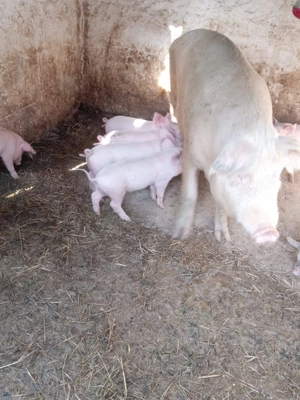 Vand purcei - imagine 4