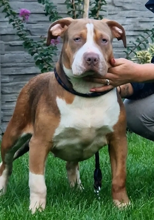 Vand American Bully xl - imagine 4